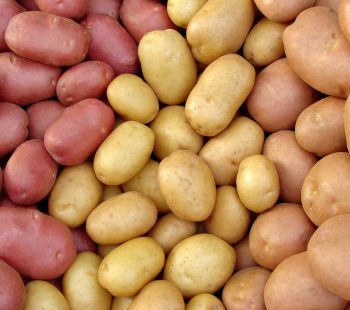 harvested potato tubers different varieties